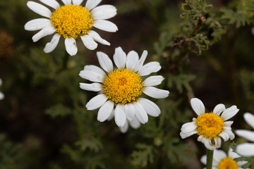 Obraz premium Flower of Spanish chamomile (Anacyclus pyrethrum)