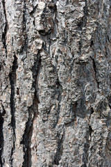 Attractive conifer tree bark