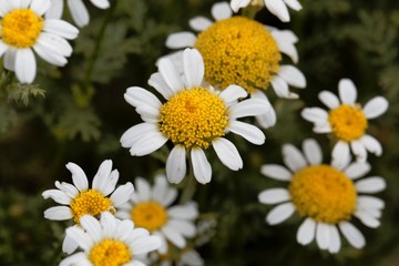 Flower of Spanish chamomile (Anacyclus pyrethrum)