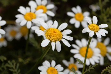 Obraz premium Flower of Spanish chamomile (Anacyclus pyrethrum)