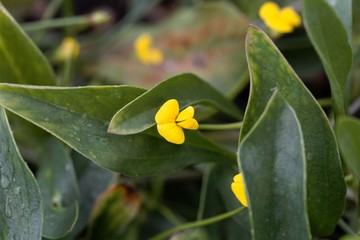 Flower of a caterpillar plant (Scorpiurus muricatus)