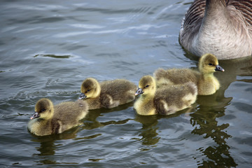 Greylag goose goslings on water