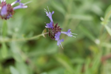 Cleveland sage (Salvia clevelandii) flowers.