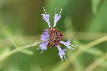 Cleveland sage (Salvia clevelandii) flowers.