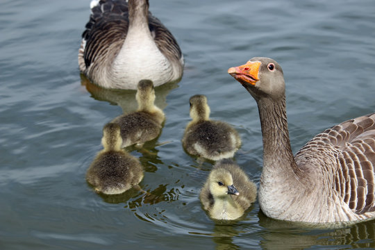 Greylag goose goslings on water