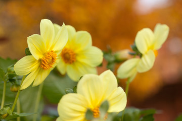 Fototapeta na wymiar Blooming yellow dahlias isolated on blurred background of orange autumn leaves. Contrast concept (blooming and withering). Last flowers. Seasons change