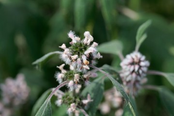 Detail of a motherwort (Leonurus cardiaca) flower