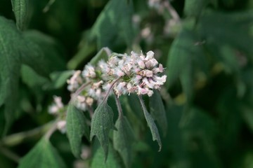 Detail of a motherwort (Leonurus cardiaca) flower