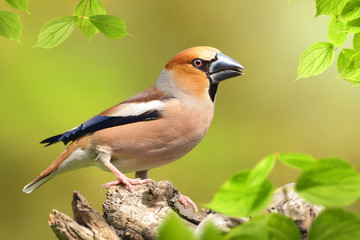 Vögel 93