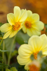 Blooming yellow dahlias on blurred background of orange autumn trees. Vertical closeup image. Contrast concept (blooming and withering). Last flowers. Seasons change.