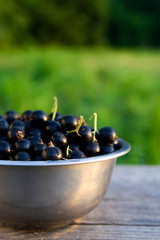 Black currants on the background of green grass