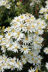 Obraz premium Scilly daisy bush in full flower