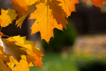 Sunlit yellow autumn maple leaves isolated on blurred natural countryside background