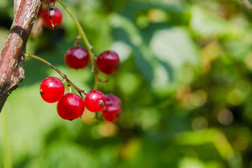 Red currant ripe fruit on plant branch