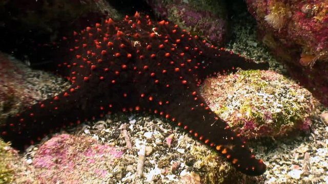 Starfish five-finger underwater lagoon of ocean on Galapagos. Amazing life of tropical nature world in blue water. Scuba diving.