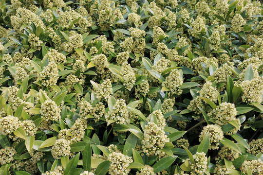 Skimmia x confusa Kew Green plant in flower