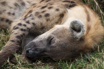 Fotobehang Gevlekte hyena slapend zambia afrika © Wayne