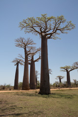 Naklejka na ściany i meble Beautiful Baobab trees at sunset at the avenue of the baobabs in Madagascar
