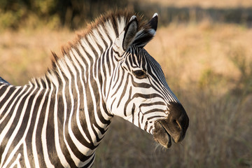 Zebra head zambia africa