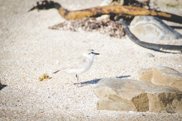 Close up image of a Snowy Plower on the beach in the Western Cape of South Africa