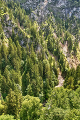 Obraz premium Aerial top view of summer green trees in forest 