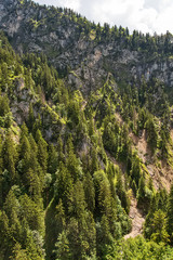 Fototapeta premium Aerial top view of summer green trees in forest 