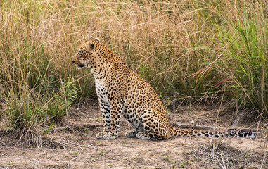 Fototapeta na wymiar Leopard stalking zambia africa
