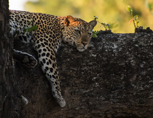 Leopard tree branch zambia africa
