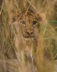 Lion Cub Cat South Luangwa Zambia