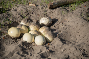 Ostrich Eggs in Nest