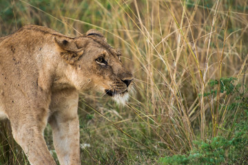 Lion Predator Cat South Luangwa Zambia