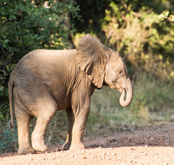 Elephant subadult African Safari