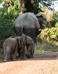 Elephant mother baby bush zambia africa