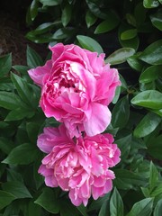 pink peony flowers