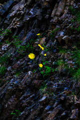 Spring Colorful Flower