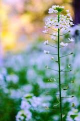 Spring Colorful Flower