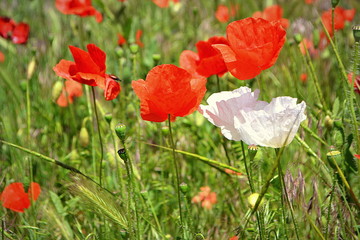 red and white poppies in a field close up