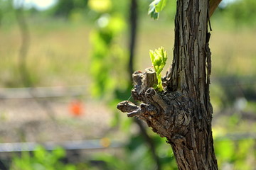 Grape bushes in spring with leaves in clear weather.