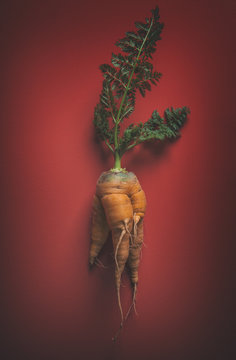 Organic Carrot on Plain Red Background
