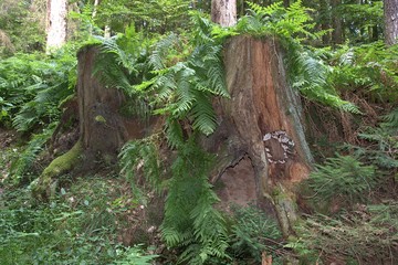 Lasy ,Środowisko przyrodnicze i naturalne