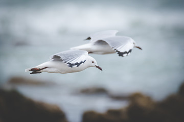 Close up image of Hartlaub's seagulls flying over the ocean in South Africa
