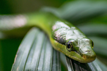 Red Tailed Racer snake