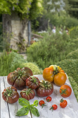 Tomatoes, ancient varieties of various tomatoes on exterior garden background