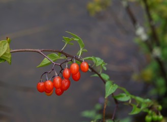 Bittersweet Nightshade berries