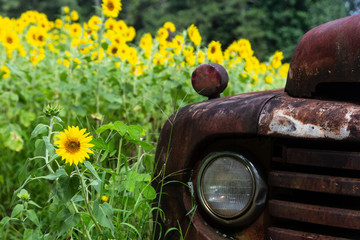 Fototapeta premium Bright yellow sunflowers surrounding a rusty antique truck.