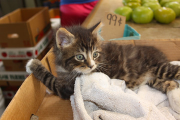 Kitten in a box