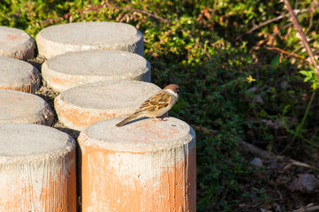 Fototapeta premium Sparrow sits on a log in a city Park