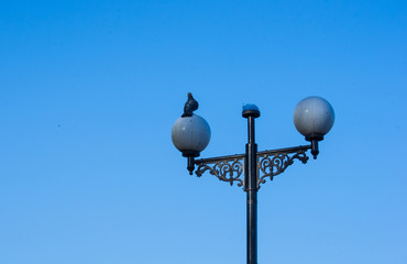 sitting on a lamp post pigeons