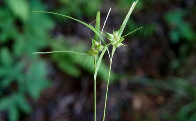 Greater Bladder Seddge