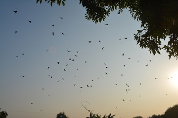 No School Today, Flock!